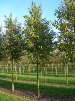 Grote Sierappel (Malus 'Evereste') -PlantenPracht Winkel malus evereste 30 35
