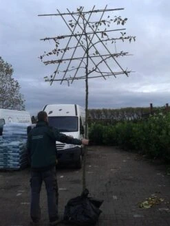 Sierappel Als Leiboom (Malus 'Evereste') -PlantenPracht Winkel malus evereste lei 1