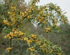 Sierappel Als Leiboom (Malus 'Golden Hornet') -PlantenPracht Winkel malus golden hornet01 1