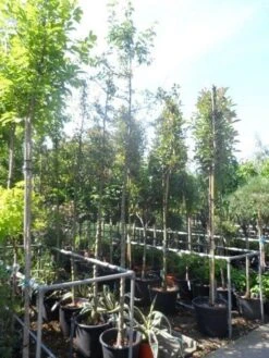 Sierappel (Malus 'Golden Hornet') -PlantenPracht Winkel malus golden hornet 10 12ho cont