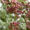Sierappel (Malus 'John Downie') -PlantenPracht Winkel malus john downie01 1