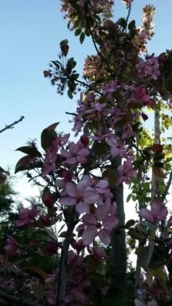 Sierappel (Malus 'Liset') -PlantenPracht Winkel malus liset 2