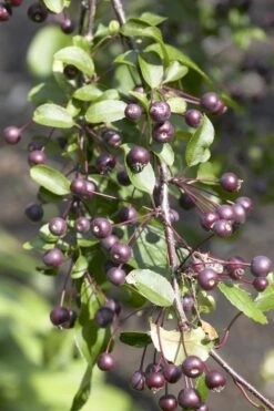 Sierappel (Malus 'Liset') -PlantenPracht Winkel malus liset01