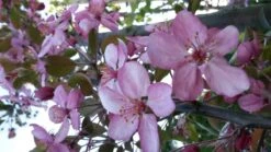 Sierappel (Malus 'Rudolf') -PlantenPracht Winkel malus liset 2 1 1