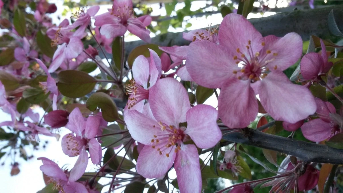 Sierappel (Malus 'Rudolf') 5 Sierappel (Malus 'Rudolf') - Afbeelding 3