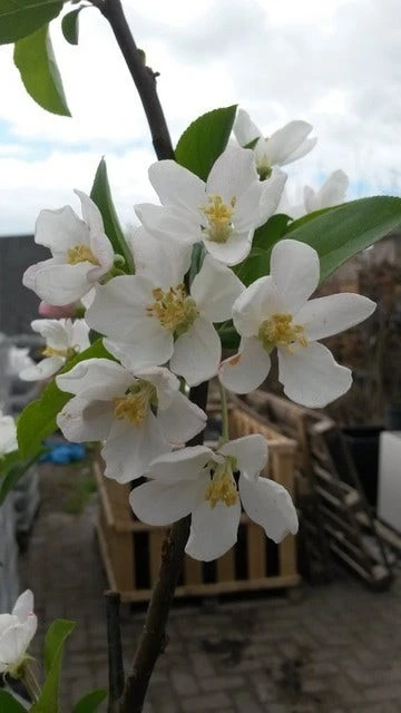 Sierappel (Malus 'Red Sentinel') 4 Sierappel (Malus 'Red Sentinel') - Afbeelding 2