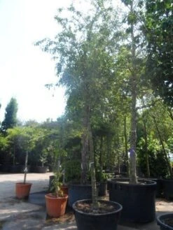 Sierappel (Malus 'Red Sentinel') 13 Sierappel (Malus 'Red Sentinel') -PlantenPracht Winkel malus red sentinel 25 30ho c500