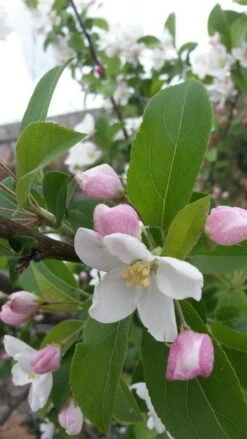 Sierappel (Malus 'Red Sentinel') 12 Sierappel (Malus 'Red Sentinel') -PlantenPracht Winkel malus red sentinel 2
