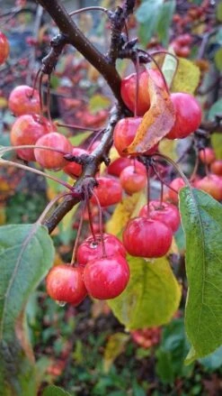 Sierappel Als Leiboom (Malus 'Red Sentinel') -PlantenPracht Winkel malus red sentinel 2 3 2