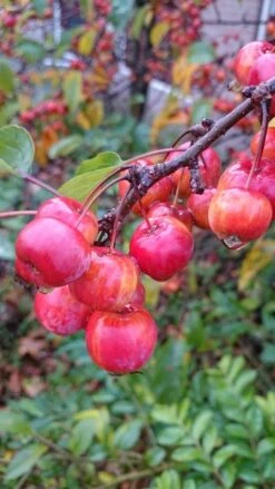 Sierappel Als Leiboom (Malus 'Red Sentinel') -PlantenPracht Winkel malus red sentinel 2 1