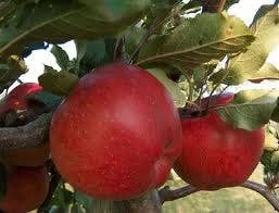 Appelboom (Malus Domestica 'Rode Jonathan') 4 Appelboom (Malus Domestica 'Rode Jonathan') - Afbeelding 2