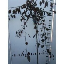 Rode Treursierappel Op Stam (Malus 'Royal Beauty') 12 Rode Treursierappel Op Stam (Malus 'Royal Beauty') -PlantenPracht Winkel malus royal beauty 130cm