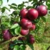Appelboom (Malus Domestica 'Spartan') 1 Appelboom (Malus Domestica 'Spartan') -PlantenPracht Winkel malus spartan 1