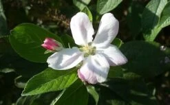 Appelboom (Malus Domestica 'Elstar') -PlantenPracht Winkel maluselstarbloesem01 2
