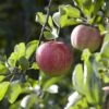 Appelboom (Malus Domestica 'Elstar') -PlantenPracht Winkel maluselstarv01 1