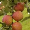 Lei-Appel (Malus Domestica 'Laxton's Superb')