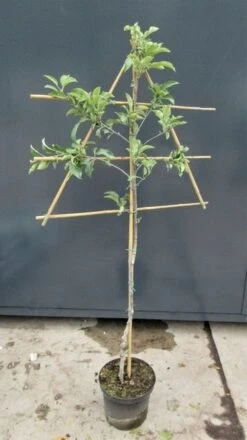 Lei-Appel (Malus Domestica 'Rode Jonathan') -PlantenPracht Winkel malusleivorm2 1 21 2