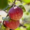 Appelboom (Malus Domestica 'Red Devil') -PlantenPracht Winkel malusreddevilv01