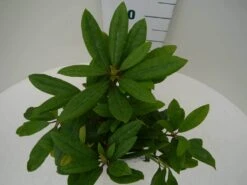 Rhododendron (Rhododendron 'Marcel Menard') -PlantenPracht Winkel marcel mennard c2 boven 3