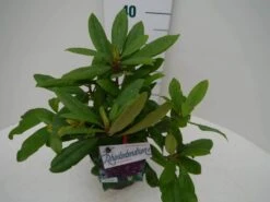 Rhododendron (Rhododendron 'Marcel Menard') -PlantenPracht Winkel marcel mennard c2 zij 2