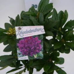 Rhododendron (Rhododendron 'Marcel Menard') -PlantenPracht Winkel marcel mennard c5 boven 3
