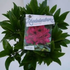 Rhododendron (Rhododendron 'Marie Forte') -PlantenPracht Winkel marie forte c5 boven 1