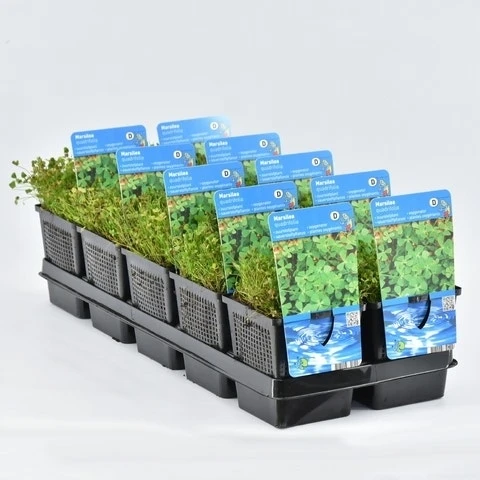 Klaverbladvaren (Marsilea Quadrifolia) 4 Klaverbladvaren (Marsilea Quadrifolia) - Afbeelding 2