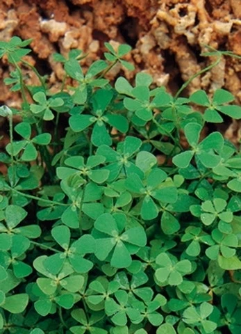 Klaverbladvaren (Marsilea Quadrifolia) 3 Klaverbladvaren (Marsilea Quadrifolia)