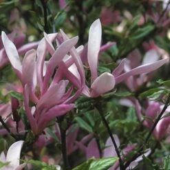 Beverboom, Struik (Magnolia Susan) -PlantenPracht Winkel masusan 10 1