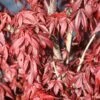 Japanse Esdoorn (Acer Palmatum 'Skeeter's Broom') -PlantenPracht Winkel mebr00226