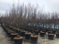 Meerstammige Kornoelje (Cornus Kousa 'Milky Way') 5 Meerstammige Kornoelje (Cornus Kousa 'Milky Way') -PlantenPracht Winkel meerstamcornusmilkyway 1