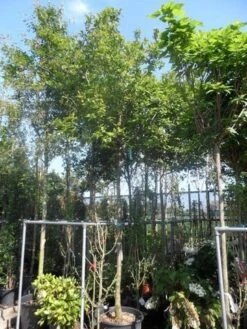 Mispel (Mespilus Germanica) -PlantenPracht Winkel mespilus germanica 18 20ho cont 1