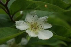 Mispel (Mespilus Germanica) -PlantenPracht Winkel mespilus germanica 3 1