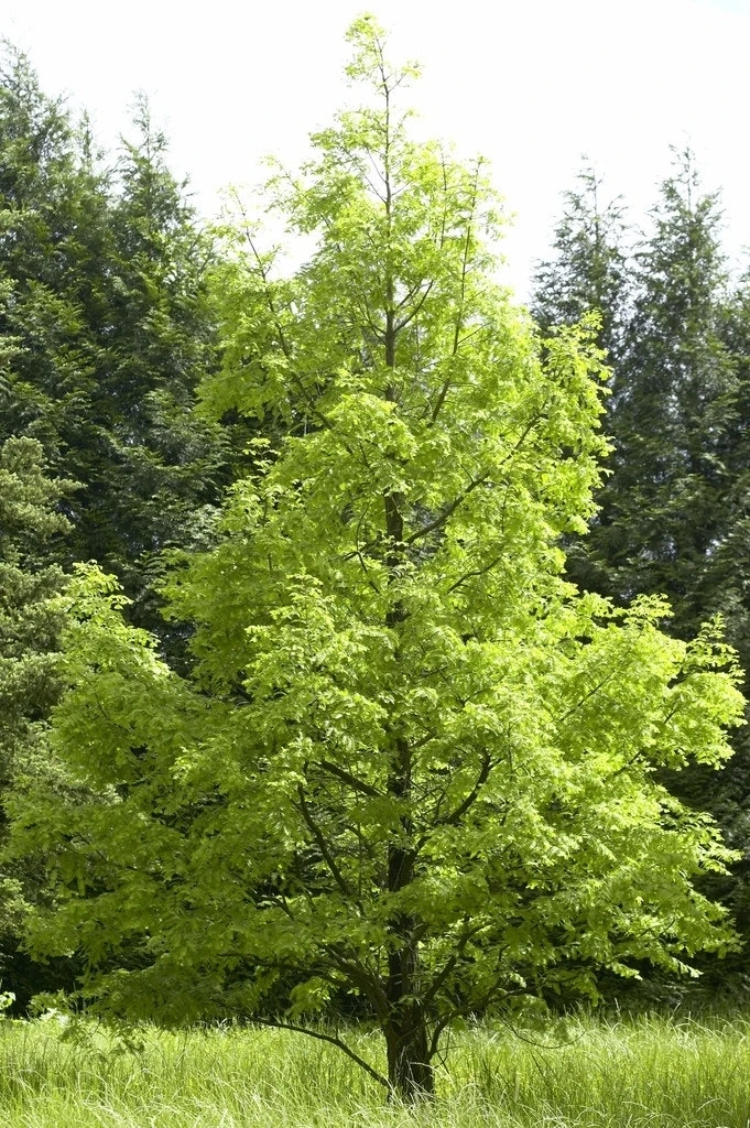 Watercipres (Metasequoia Glyptostroboides) 3 Watercipres (Metasequoia Glyptostroboides)