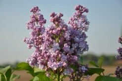 Sering (Syringa Vulgaris 'Michel Buchner') -PlantenPracht Winkel michel buchner 1