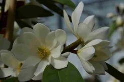 Michelia 'Fairy Magnolia White' -PlantenPracht Winkel michelia fairy magnolia blush 1
