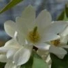 Michelia 'Fairy Magnolia White' 2 Michelia 'Fairy Magnolia White' -PlantenPracht Winkel michelia fairy magnolia blush 2 2