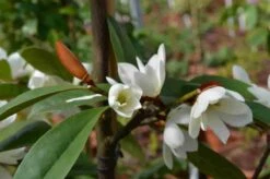Michelia 'Fairy Magnolia White' -PlantenPracht Winkel michelia fairy magnolia blush 3 1