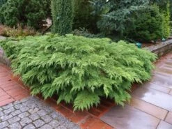 Valse Jeneverbes (Microbiota Decussata) -PlantenPracht Winkel microbiota decussata