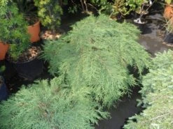 Valse Jeneverbes (Microbiota Decussata) -PlantenPracht Winkel microbiota decussata 60 80 c12