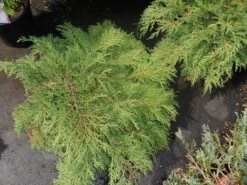 Valse Jeneverbes (Microbiota Decussata) 7 Valse Jeneverbes (Microbiota Decussata) -PlantenPracht Winkel microbiota decussata c5 1