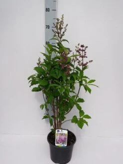 Sering (Syringa Villosae 'Minuet') -PlantenPracht Winkel minuet