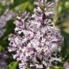Dwergsering (Syringa Patula 'Miss Kim') -PlantenPracht Winkel miss kim