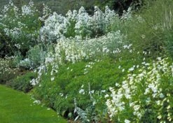 Borderpakket Witbloeiend, Grijsbladig’