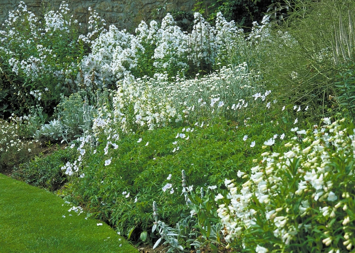 Borderpakket Witbloeiend, Grijsbladig’ 3 Borderpakket Witbloeiend, Grijsbladig’