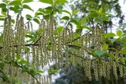 Staartaar (Stachyurus Praecox) -PlantenPracht Winkel moja00886 1 1 1