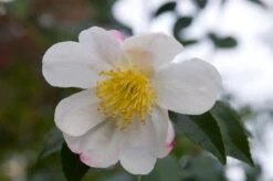 Camelia (Camellia Sasanqua 'Hino De Gumo')