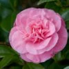 Camelia (Camellia Japonica 'Marie Bracey') -PlantenPracht Winkel moja01193