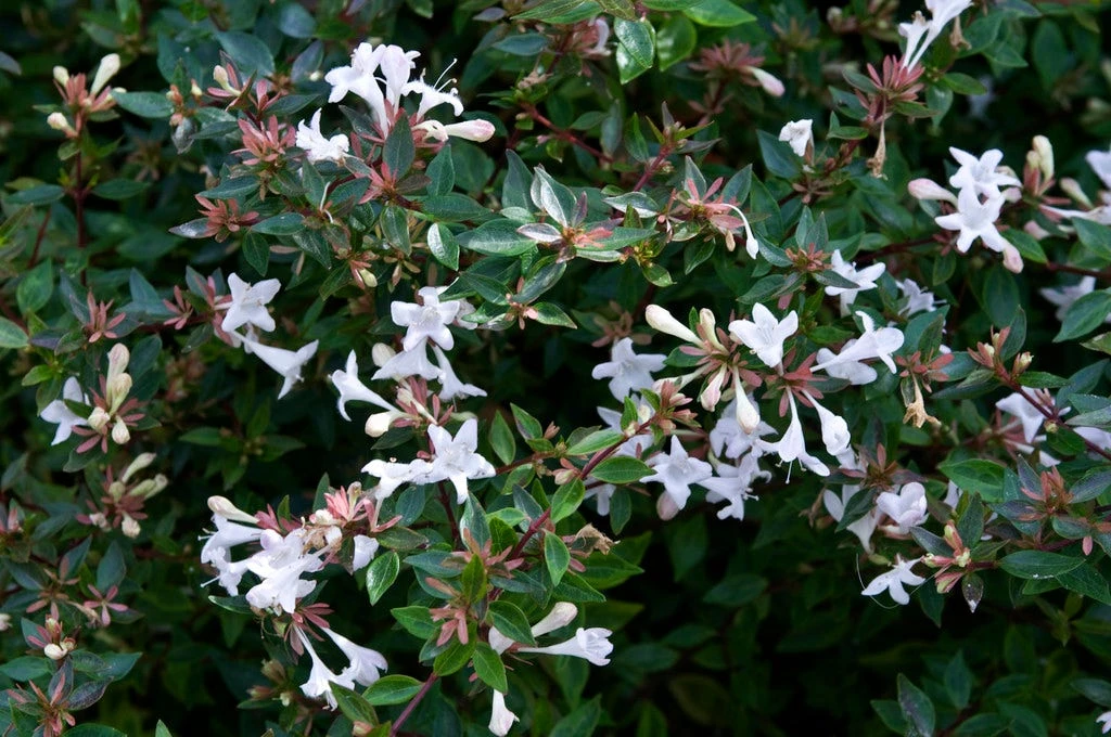 Abelia Op Rek (Abelia Grandiflora) 3 Abelia Op Rek (Abelia Grandiflora)