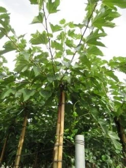 Zwarte Moerbei Als Boom (Morus Nigra) 30 Zwarte Moerbei Als Boom (Morus Nigra) -PlantenPracht Winkel morus 1